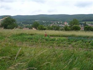 Záhrada uprostred psiarkovej lúky na TML_6510_161 Obyce